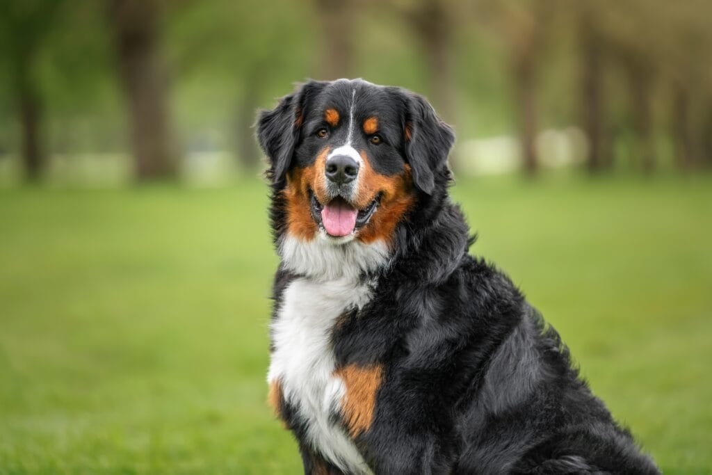 Happy healthy dog sitting on grass, representing compassionate pet care services at Highlands Ranch Animal Hospital – Highlands Ranch Animal Hospital