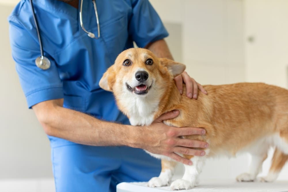 Dog receiving compassionate veterinary care during a wellness exam – animal health care denver Veterinary professional gently examining a happy dog, representing trusted preventive and medical animal health care denver