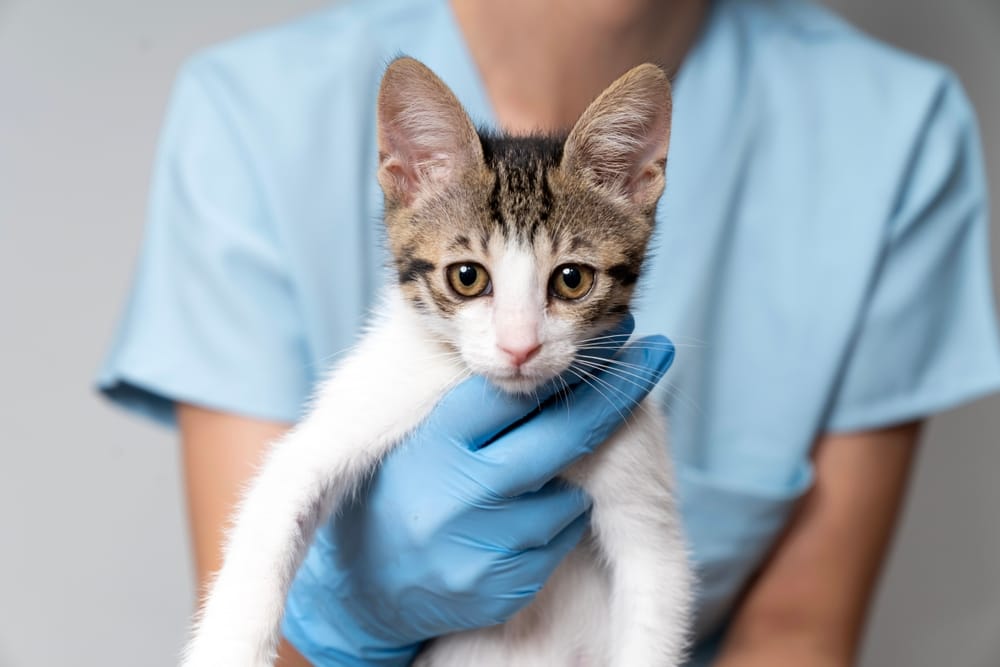 Kitten receiving gentle veterinary attention during a wellness check – animal health care denver Young kitten being carefully held by a veterinary professional, representing compassionate and attentive -animal health care denver