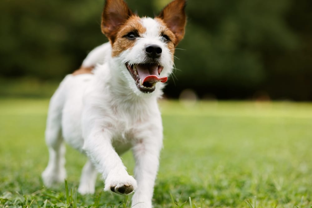 Happy dog running freely outdoors representing healthy pet wellness – animal health care denver Energetic dog running across green grass, symbolizing active lifestyle and preventive wellness supported - animal health care denver