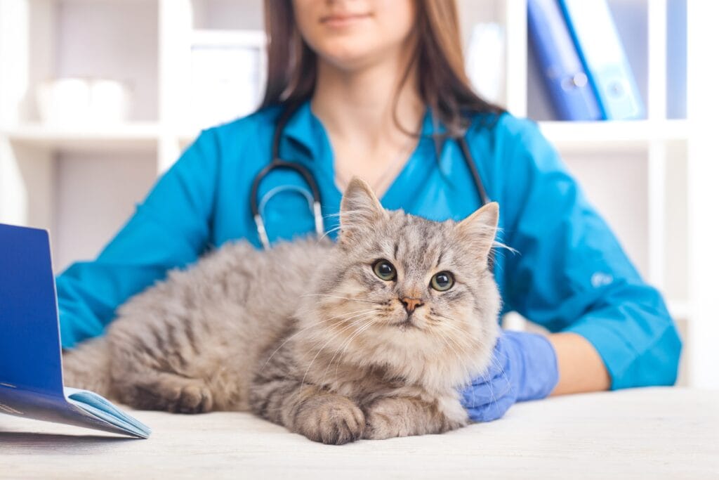 Calm cat resting on an exam table with a veterinary professional during a routine checkup at Highlands Ranch Animal Hospital