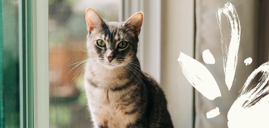 About_Us_Advanced_Nutrition A gray tabby cat sits by a window, looking directly at the camera. Sunlight filters through the glass, and white brushstroke designs are visible on the right side of the image.