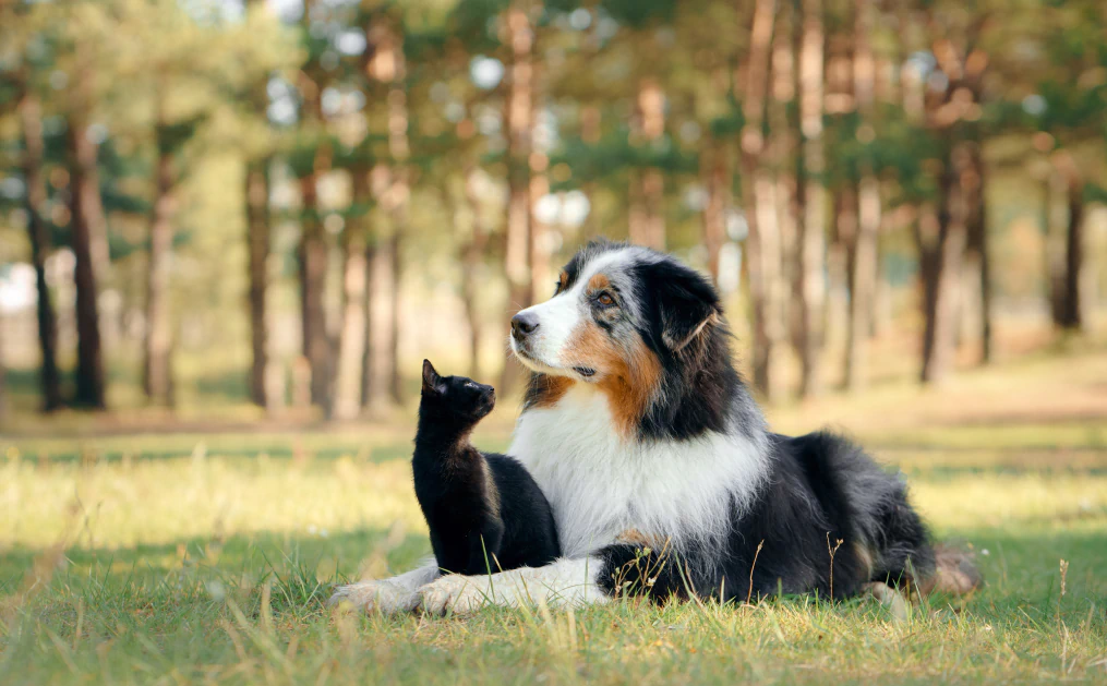 About_Us_Educational_Library A black cat and a black, white, and brown dog lie together on grass in a sunlit forest, looking up in the same direction.
