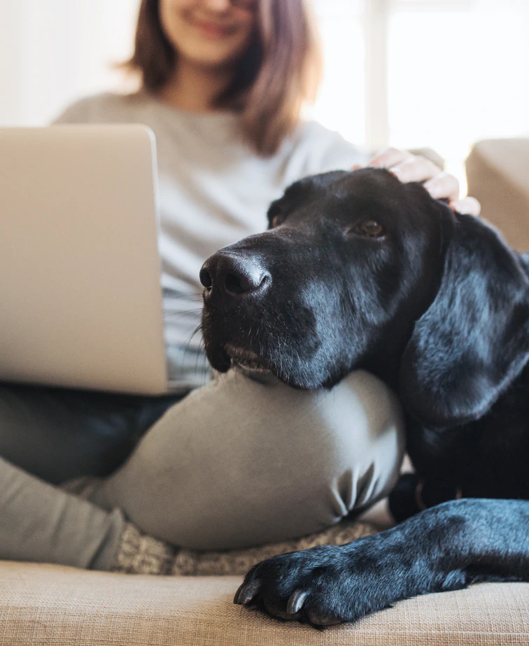 About_Us_Learn_About_Our A black dog rests its head on a persons lap while they work on a laptop, sitting together on a couch in a cozy setting.
