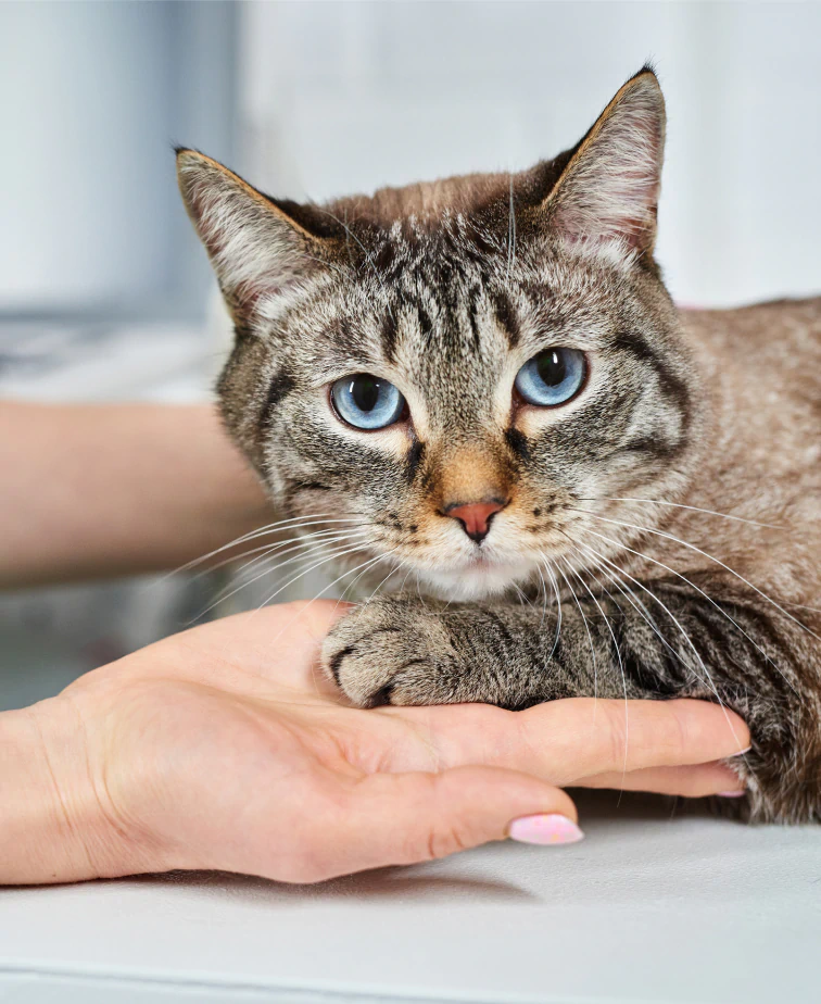 Desktop_About_Us_Medical_Practice A grey tabby cat with blue eyes rests its paw gently on a person’s hand, looking directly at the camera. The background is softly blurred, emphasizing the connection between the cat and the person.