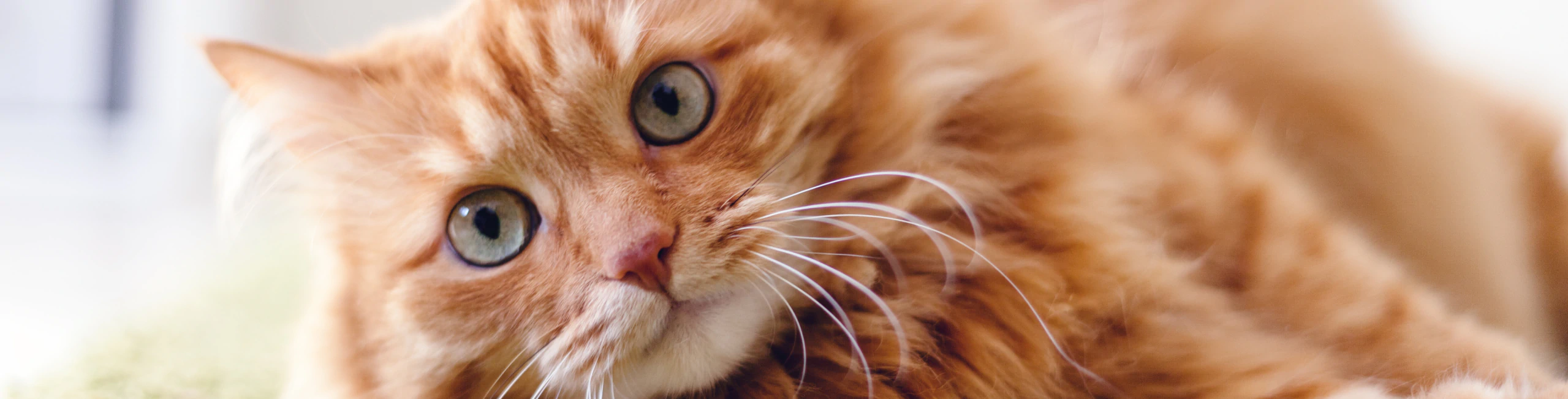 Close-up of a fluffy orange tabby cat with green eyes lying down, looking directly at the camera with a curious and relaxed expression.