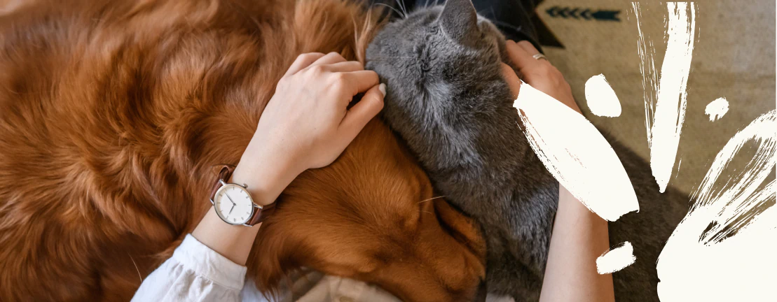 A person wearing a watch pets a golden retriever and a gray cat as they snuggle together on the floor, with white paint strokes overlaying part of the image.