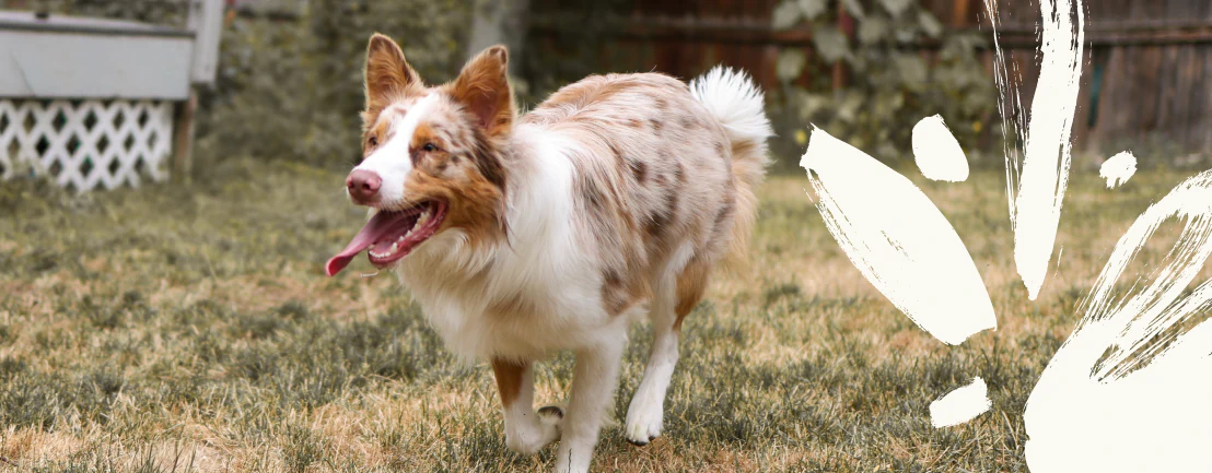 Services_Supporting_Long A brown and white dog runs on dry grass in a backyard, tongue out, looking happy. White paint splash graphics are on the right side of the image.
