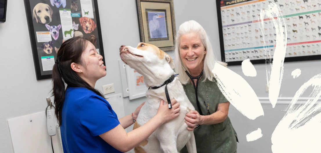 Desktop_About_Us_Advanced_Nutrition Two women, one in blue scrubs and one in green, smile while examining a happy dog in a veterinary office decorated with dog posters.