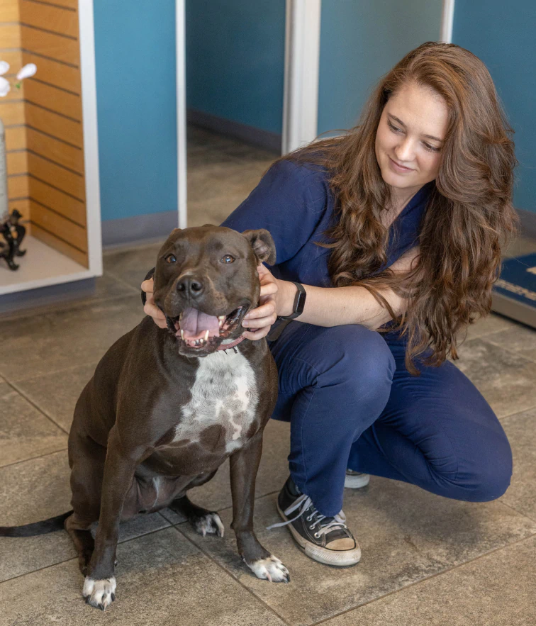 Desktop_About_Us_Medical_&_Practice A woman in blue scrubs kneels on a tiled floor, smiling and gently holding a happy black and white dog by the cheeks inside a brightly lit room.
