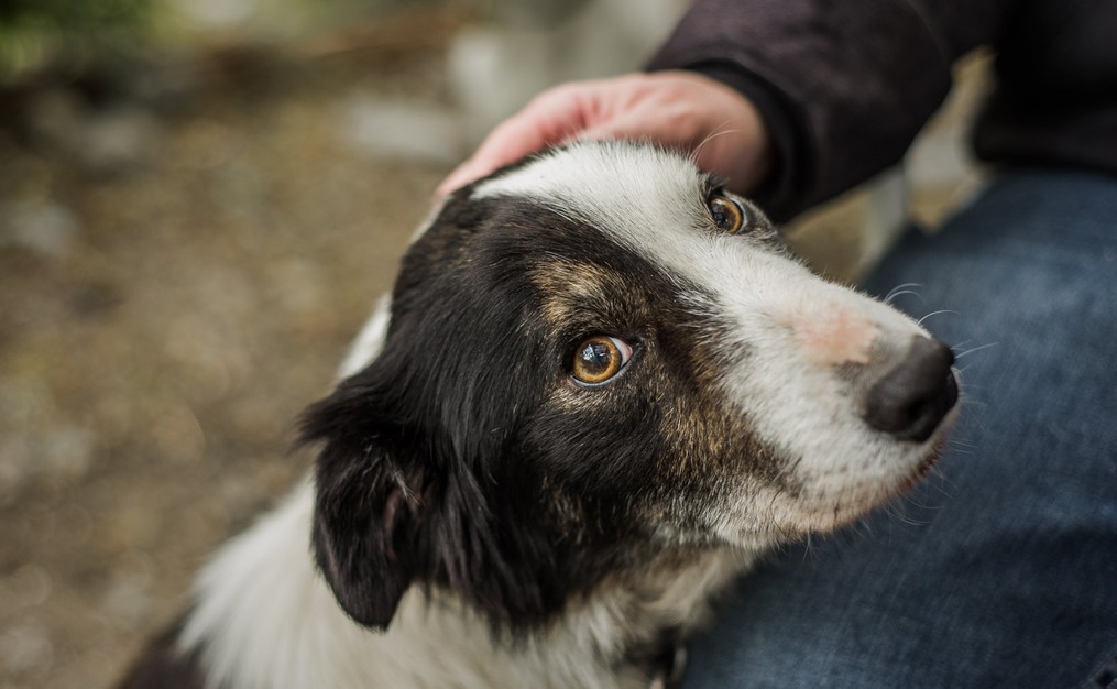 AdobeStock_266926832_subservice-desktop_1015x626 A person petting the head of a black-and-white dog looking upward in Highlands Ranch, CO.