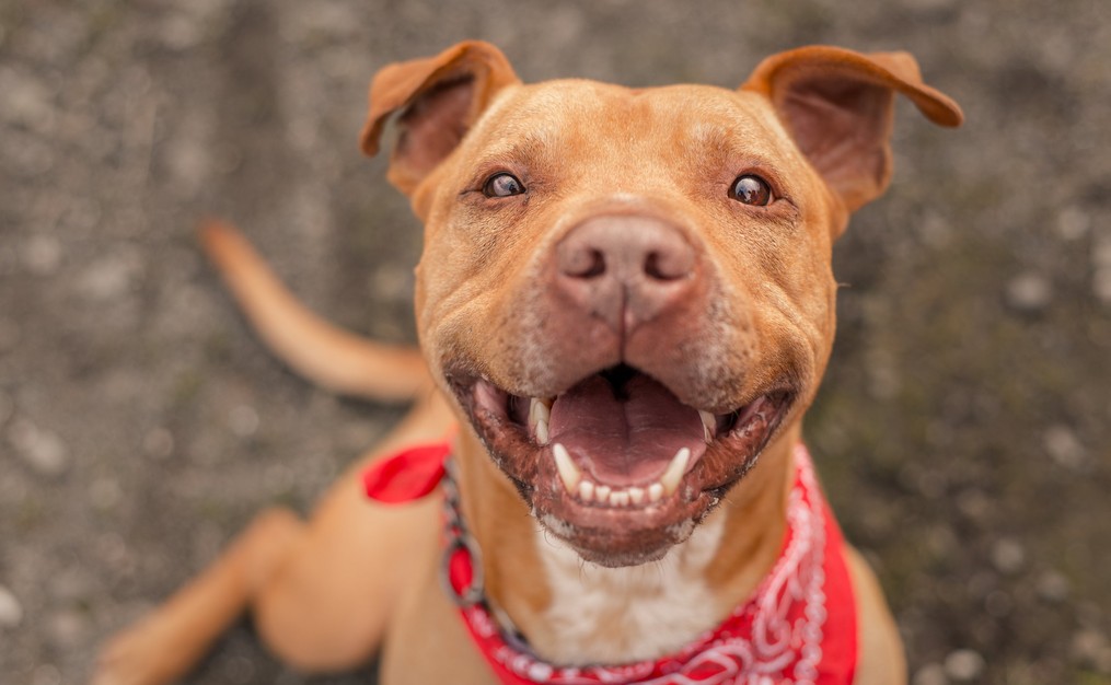 AdobeStock_277816957_subservice-desktop_1015x626 A tan pit bull mix with a wide, happy grin wearing a red paisley bandana in Highlands Ranch, CO.