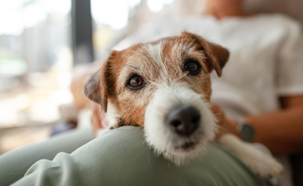 A Jack Russell Terrier resting its head on a person's lap in Colorado.